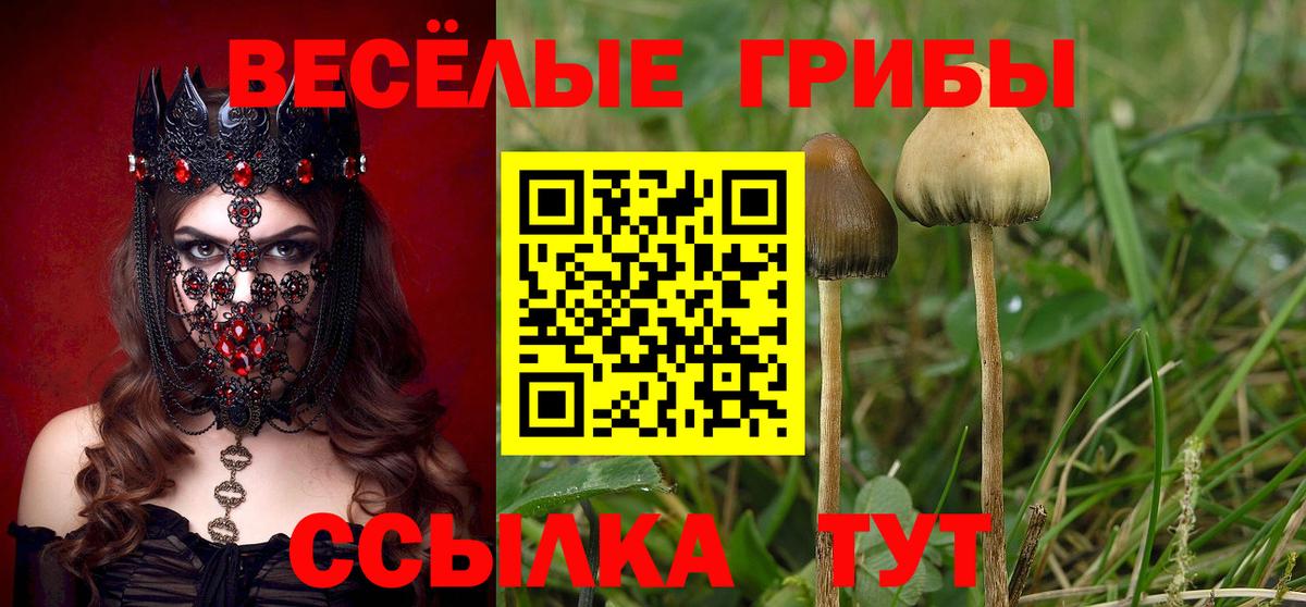 Псилоцибиновые грибы Psilocybine cubensis Конаково